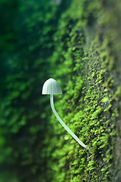 Weißer Pilz Auf Grünem Hintergrund — Stockfoto