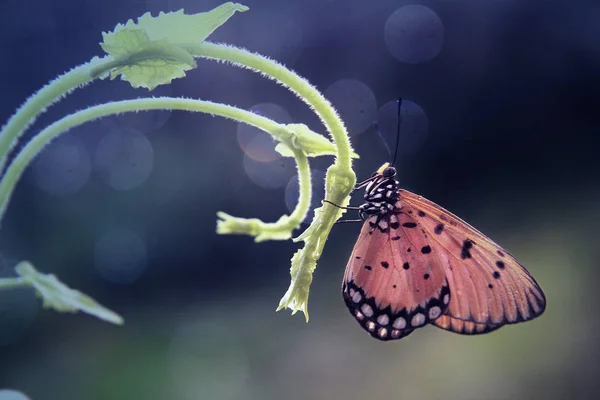 Pillangó Természetes Háttér Közelről — Stock Fotó