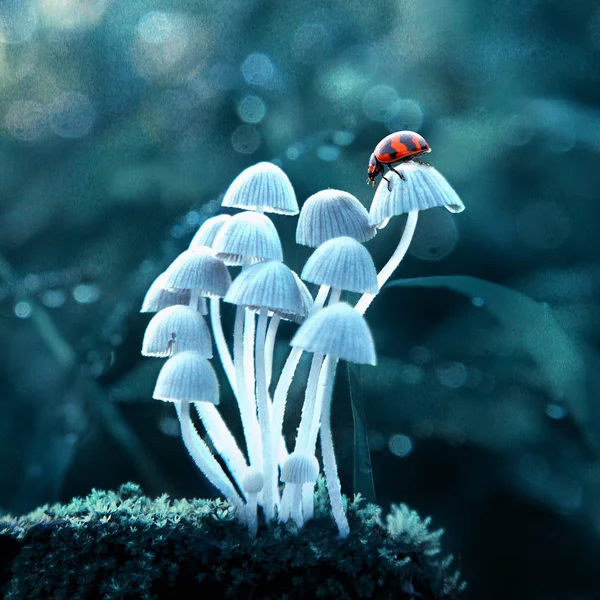 Weiße Pilze Und Marienkäfer Auf Grünem Hintergrund — Stockfoto