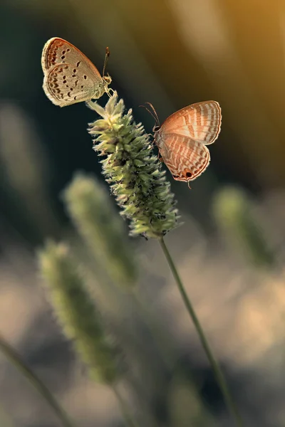 Duas Borboletas Fundo Natural — Fotografia de Stock