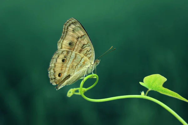 Schmetterling Auf Natürlichem Hintergrund Nahaufnahme — Stockfoto