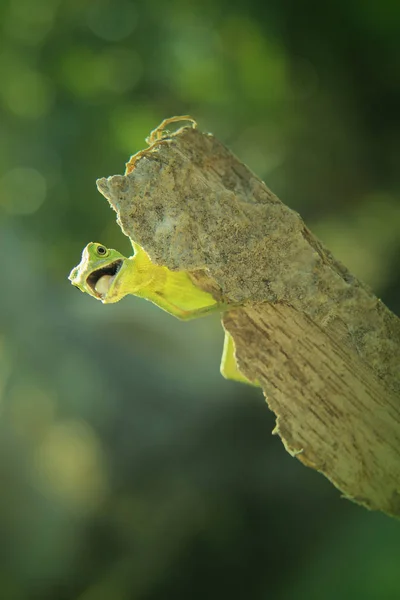 Bebek Yeşil Kertenkele Eski Ormanda — Stok fotoğraf