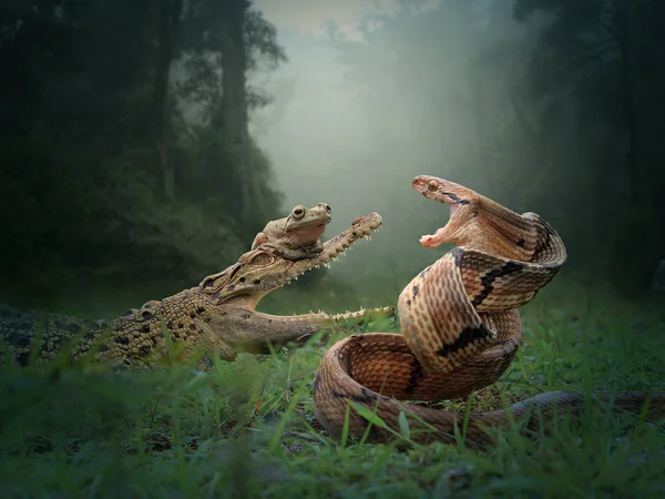 Serpent Grenouille Crocodile Sur Fond Naturel — Photo