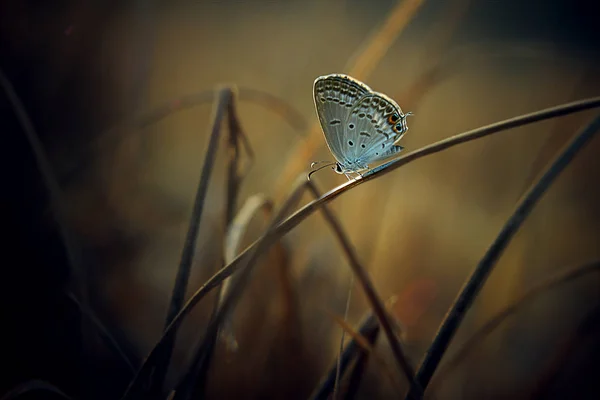 Papillon Sur Fond Naturel Gros Plan — Photo