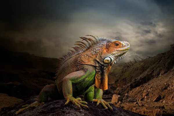 Iguana Animal Fundo Natural — Fotografia de Stock