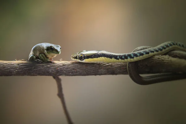 Serpent Grenouille Sur Fond Naturel — Photo