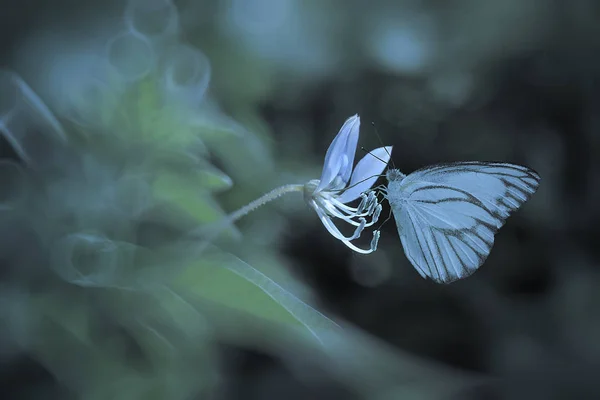 Hermosa Mariposa Sobre Fondo Natural — Foto de Stock