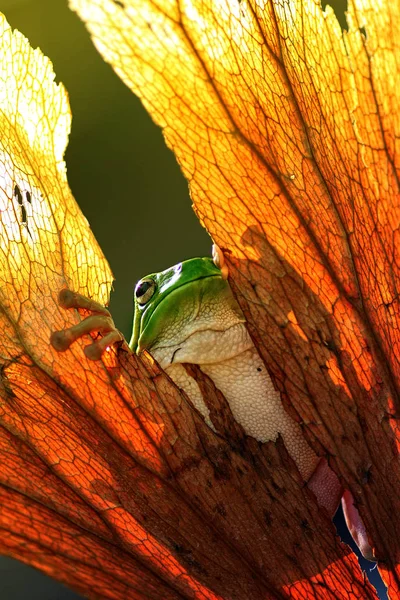 Animal Sapo Verde Fundo Natural — Fotografia de Stock