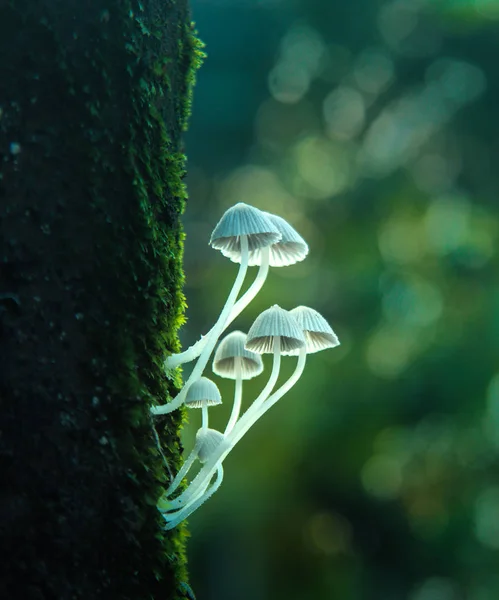 Champignons Blancs Sur Fond Vert — Photo