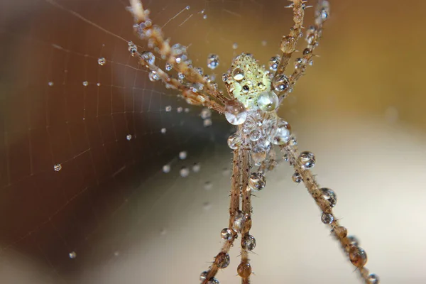 Nahaufnahme Einer Spinne Auf Natürlichem Hintergrund — Stockfoto