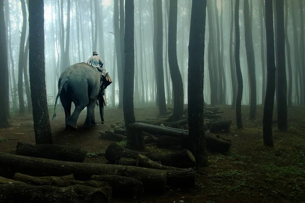 Pastores Elefante Floresta Madeira — Fotografia de Stock