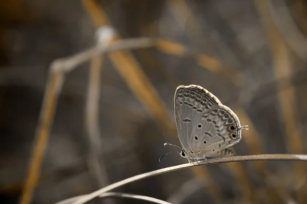 Schöner Schmetterling Auf Natürlichem Hintergrund — Stockfoto