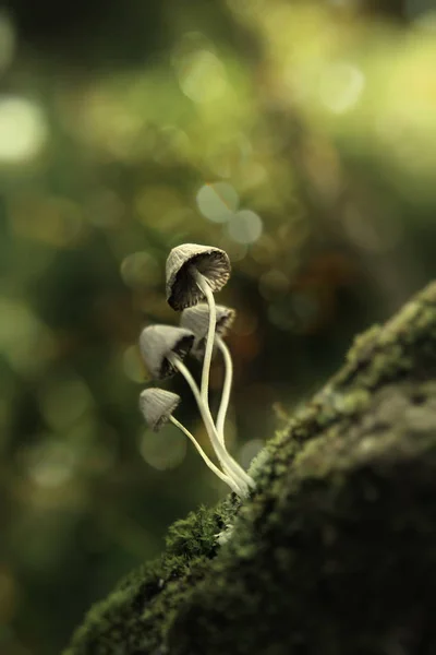 White Mushrooms Green Background — Stock Photo, Image