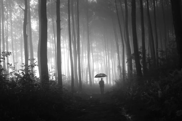 Umbrella Man Pine Forest — Stock Photo, Image