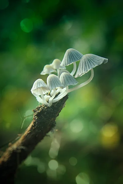 Setas Blancas Sobre Fondo Verde — Foto de Stock