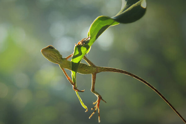 cute little lizard on the green leaf