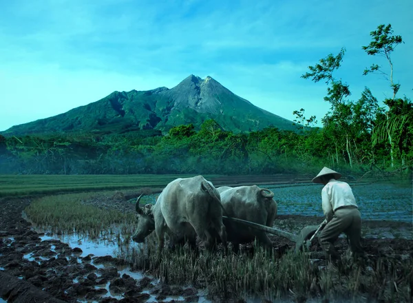 Endonezya Daki Çiftçiler Bufalo Kullanarak Tarla Sürüyorlar — Stok fotoğraf