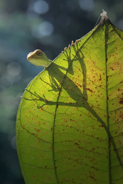 Grenouille Animal Sur Fond Naturel — Photo