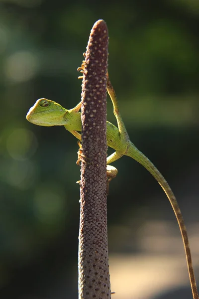 Roztomilý Malý Ještěrka Zeleném Listu — Stock fotografie