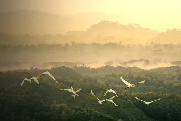Kuşlar Dağlarda Güzel Gün Batımı — Stok fotoğraf