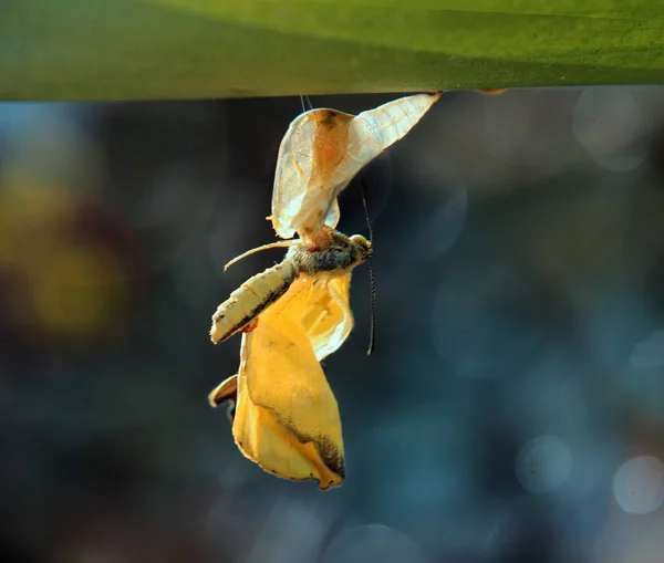 Blízké Hmyzu Přírodním Pozadí — Stock fotografie
