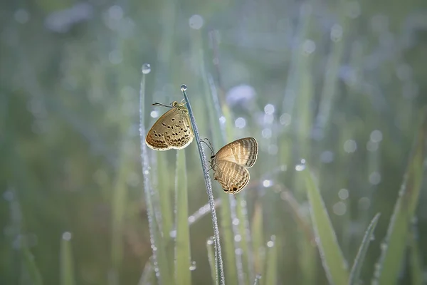 Dvě Motýly Přírodním Pozadí — Stock fotografie