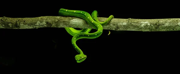 Serpent Animal Sur Fond Naturel — Photo