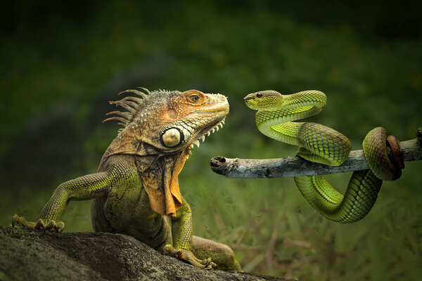Iguana y serpientes sobre fondo natural — Imagen de stock Iguana Serpientes Sobre Fondo Natural Imágenes De Stock Sin Royalties Gratis