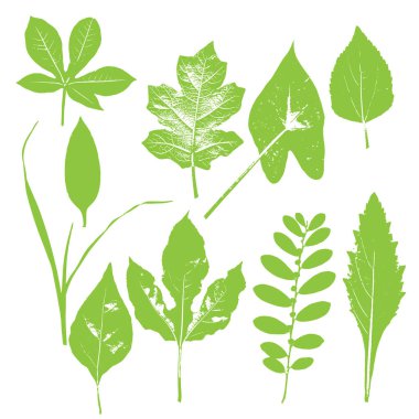 Yeşil tropikal yapraklar, ağaç yaprakları ve bitki vektörü illüstrasyonu beyaz arka planda izole edilmiş. İllüstratör 