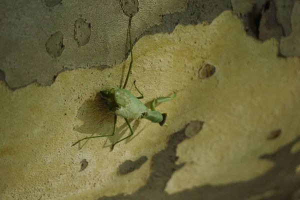 Une mante priante sur le côté d'un sycomore . — Photo