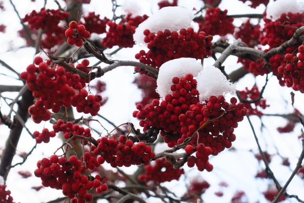 Manojos rojos de serbal cubiertos con la primera nieve, bayas rojas con nieve blanca — Foto de Stock