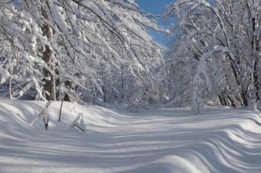 Güneş ışığıyla parlayan görkemli beyaz şeritler. Resimli ve muhteşem kış manzarası. Mutlu yıllar.