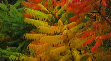 Kırmızı, sarı ve yeşil akasya dalları yakın çekim yapar. Akasya yeşilliği yakın plan.