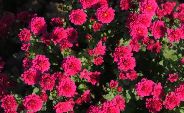 Krizantem Nikitsky Botanik Bahçesi, Kırım 'da. Çiçek krizantemi, sonbaharda kasımpatı.