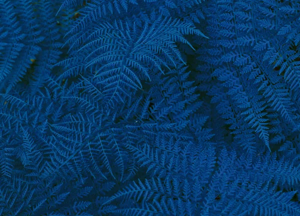 Güzel eğreltiotu yaprakları güneş ışığında doğal çiçek eğreltiotu arkaplanı.