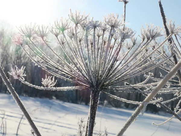 Hogweed cubierto de nieve en el bosque, de cerca — Foto de Stock