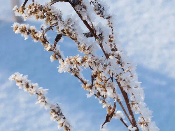 Sagebrush cubierto de nieve en el bosque, de cerca — Foto de Stock