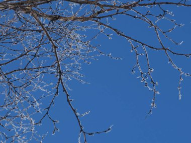 Ağacın dalları kırağı ile kaplıdır. Soyut pastel kış arka planı. Hafif bir arka planda, buzla kaplı dallar.