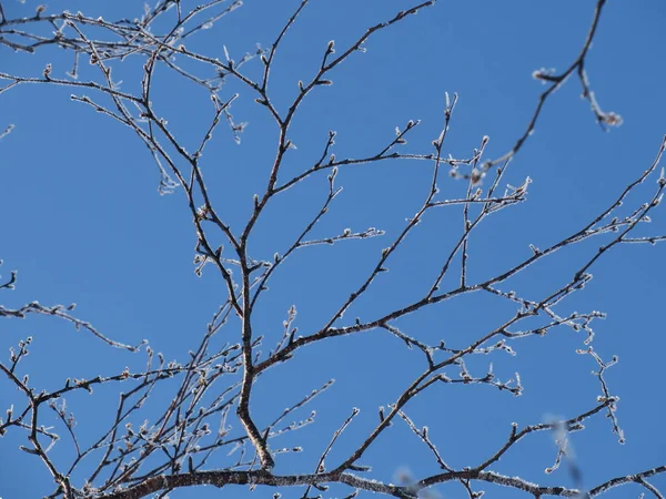 Las ramas del árbol están cubiertas de escarcha. Fondo de invierno pastel abstracto. Ramas cubiertas de escarcha, sobre un fondo claro . — Foto de Stock