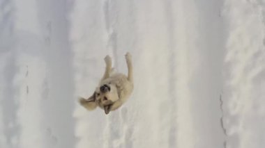 Köpek İHA 'ya havlıyor. Üst Manzara. Köpek havlıyor ve zıplıyor İHA yakalamaya çalışıyor