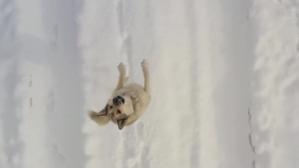 The dog is barkling at the drone. Top view. Dog is barkling and jumping tryingto catch a drone — Stock Video