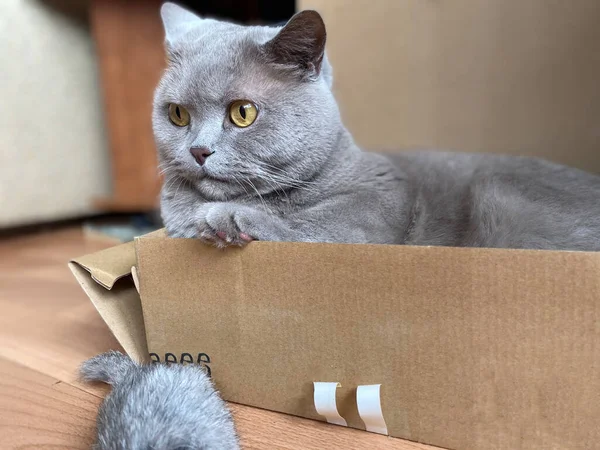 Gato Cinza Raça Britânica Com Grandes Olhos Amarelos Olha Para — Fotografia de Stock