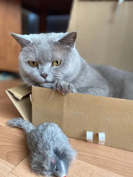 Gato Cinza Raça Britânica Com Grandes Olhos Amarelos Olha Para — Fotografia de Stock