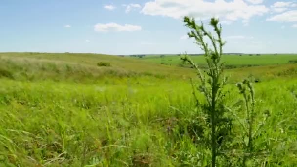 Chardon vert épineux balancent dans le vent dans un champ d'été spacieux 