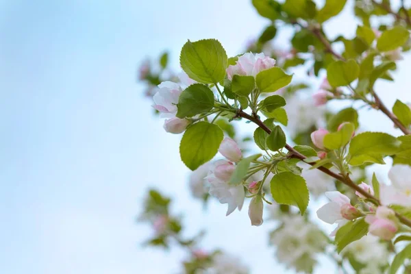 Elma ağacının beyaz çiçekleri ve genç yeşil yapraklar mavi gökyüzüne doğru koştu. Bahar çiçekleri
