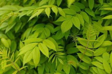 Bir çalılığın dallarına genç yapraklar serpiştir. Doğal arkaplan