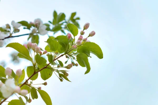Bir elma ağacının çiçek açan beyaz tomurcukları. Doğanın ilkbaharda uyanışı