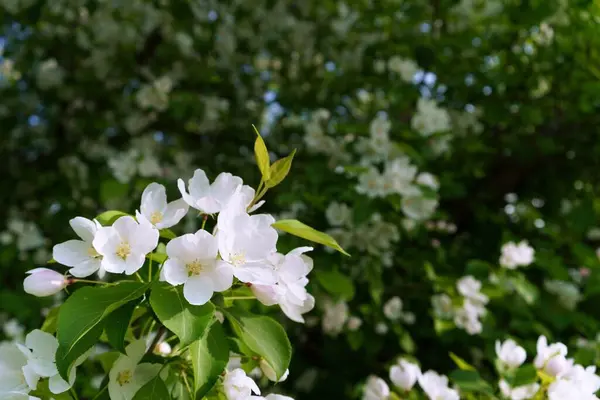 Bir buket beyaz elma yaprağı. Çiçekli bahar bahçesi. Yakın plan.