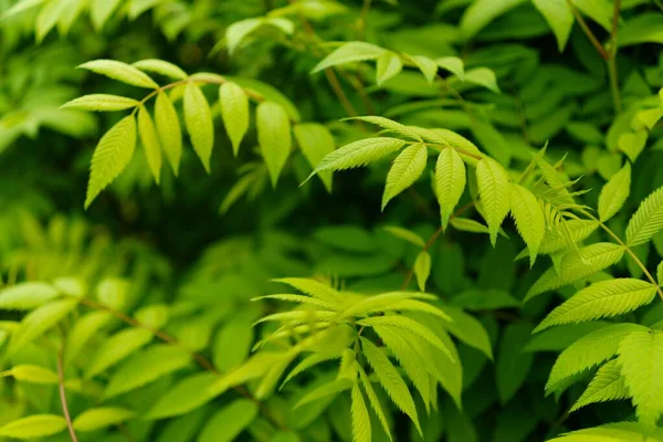 Orman çalılarının dallarında yeşil yapraklar. Bahar doğal dokusu