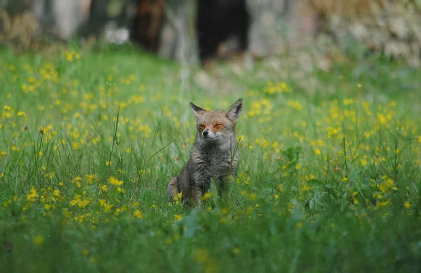 ファウナ高い草の中のキツネ かわいい動物だ野生動物 — ストック写真